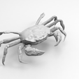 a.png Shanghai hairy crab