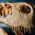utahraptor-06.jpg Utahraptor dinosaur skull