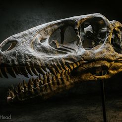 deino-render-07.jpg Archivo STL Cráneo de Deinonychus antirrhopus (rapaz de Parque Jurásico)・Diseño imprimible en 3D para descargar