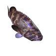 10.jpg DOWNLOAD Coral Fish 3D MODEL - ANIMATED for 3D printing - maya - 3DS MAX - UNITY - UNREAL - BLENDER - C4D - CARTOON - POKÉMON - Coral Fish Goby Epinephelinae Epinephelus bruneus