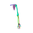 9.png SKELETON OF  LEFT UPPER  LIMB 32 PARTS