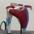 WhatsApp-Image-2025-03-12-at-13.29.06-2.jpeg SCAPULA ANATOMICAL MODEL SHOULDER BY PARTS
