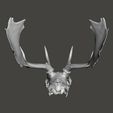 fallowdeer5.jpg Fallow deer skull, Cervus dama head cranium
