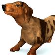 08.jpg DOG - DOWNLOAD Dachshund 3d model - Dog animated for blender-fbx-unity-maya-unreal-c4d-3ds max - 3D printing Dachshund DOG SAUSAGE - SAUSAGE PET CANINE WOLF