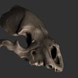 BPR_Composite1.jpg Bear Skull