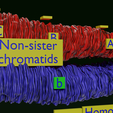 Image-0014.png Chromosome genetic recombination blender 3d