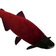7.jpg SALMON - Fish 3D MODEL - Coral Fish Goby