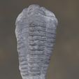 22.jpg Trilobite fossil 3d scaned