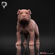 Bulldog-Pose-02-Dog-3D-Print-10s.jpeg Bulldog Dog 3D Print Model Pose 02