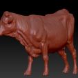 vaca_3.jpg COW