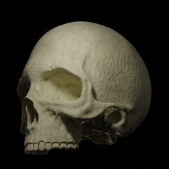 Skull-Render.png STL file Realistic Skull - Halloween・3D printable design to download