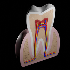 dental-anatomy-HD.png Educational dental anatomy model