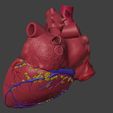 2.jpg 3D Model of Heart Interior Anatomy