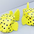 05.jpg Flexi Boxfish