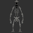 Arctodus-skeleton-matcap-1.png Arctodus simus - short faced bear skeleton 3D print model