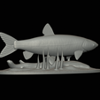 Grass-carp-1-17.png fish grass carp / Ctenopharyngodon idella / amur bílý statue detailed texture for 3d printing