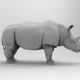 untitled.38.jpg Rhinoceros