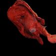 5.jpg Peixe-morcego Halieutaea Stellata RAPE CARPA ÁGUA RIVER OCEANO MAR PESCA ANIMAL Carpa TUBARÃO PEIXE 3D ANIMADO SALMÃO ATUM VERMELHO