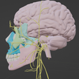CRANIAL-NERVES-9.png 3D Cranial nerves & Facial Skull Model