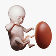 Ninth_Month_Tumbnail.png Month 9 Human embryonic (baby stages)