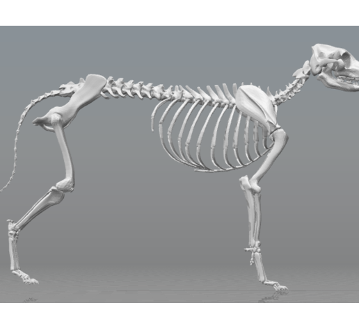 perro.png Cão com esqueleto completo