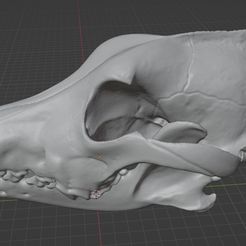 wolf.jpg Wolf skull 3D Scan
