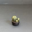 IMG_5427.jpg Miniature Plants for Dollhouse miniature greenery