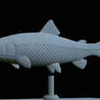 Trout-money-11.png fish sculpture of a trout with storage space for 3d printing