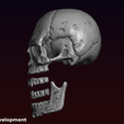 24-2.png Skull detailed