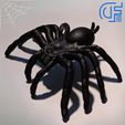 WhatsApp-Image-2024-03-16-à-22.53.29_1685be5f.jpg Tarantula spider