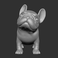 fbd05.png Frage Französische Bulldogge