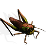 rf.png DOWNLOAD Grasshopper 3D MODEL - ANIMATED - INSECT Raptor Linheraptor MICRO BEE FLYING - POKÉMON - DRAGON - Grasshopper - OBJ - FBX - 3D PRINTING - 3D PROJECT - GAME READY-3DSMAX-C4D-MAYA-BLENDER-UNITY-UNREAL - DINOSAUR -