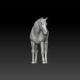 ho2.jpg Horse - realistic horse - scan horse