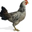 TRE.jpg CHICKEN CHICKEN - DOWNLOAD CHICKEN 3d Model - animated for Blender-Fbx-Unity-Maya-Unreal-C4d-3ds Max - 3D Printing HEN hen, chicken, fowl, coward, sissy, funk- BIRD - POKÉMON - GARDEN