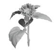 Flower.png Free STL file Sunflwer - Flower・Template to download and 3D print