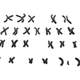 Karyotype_Render_4.png Human Karyotype - Male and Female