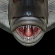 Dentex-head-trophy-22.png fish head trophy Common dentex / dentex dentex open mouth statue detailed texture for 3d printing