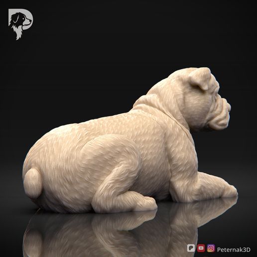 Bulldog-Pose-09-Dog-3D-Print-3s.jpeg Bulldog Dog 3D Print Model Pose 09