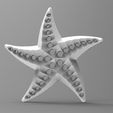 Starfish deco 1.3.jpg starfish deco