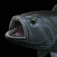 White-grouper-open-mouth-1-24.png fish white grouper / Epinephelus aeneus trophy statue detailed texture for 3d printing