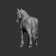 Percheron13.jpg Caballo percherón Modelo de impresión 3D