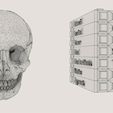 wf4.jpg Skull bones colored separable labelled