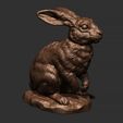 31.jpg Rabbit sitting