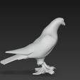 15.01.2026_21.22.23_REC.png 3d buy a pigeon