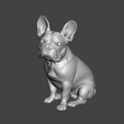 Screenshot-2025-11-11-090054.png French Bulldog