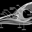 cutawayview.jpg Aptenodytes forsteri, Emperor Penguin