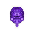 brain, brain stem and eyes.obj 3D Model of Brain, Brain Stem and Eyes