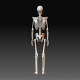 Skeleton 2.jpg Human skeleton