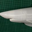 tibu 1.jpg Shark - shark