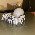 IMG_4287.png flexi spider / portia / print in place / 3Dprint